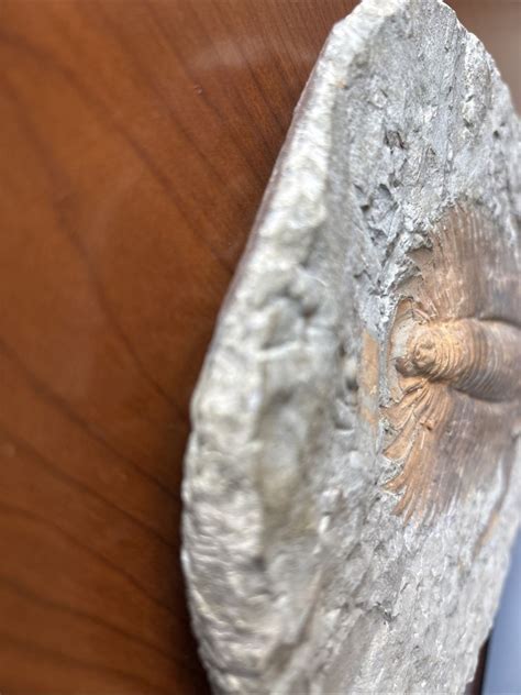 Authentic Large 11.5" Trilobite Fossil Set in Natural Stone Matrix | eBay