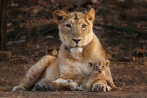 Gir No Longer Home to Most Asiatic Lions | Trans World Features