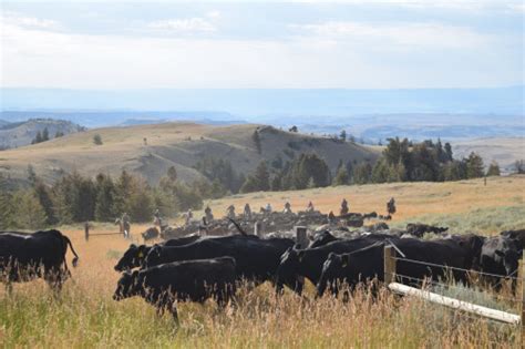 Wanted - Long Term Ranch Hand - Montana