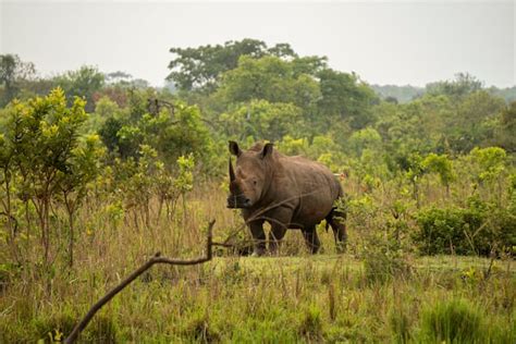 Uganda reintroduces rhinos into a protected area where they have been ...