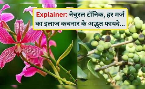 Explainer: अब महंगे टॉनिक भूल जाइए, खेत-खलिहानों में उगने वाला कचनार ही ...