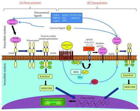 Role of Epidermal Growth Factor Receptor (EGFR) and Its Ligands in ...