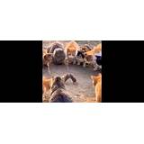 Short Funny Videos Download Free | Memes.co.in