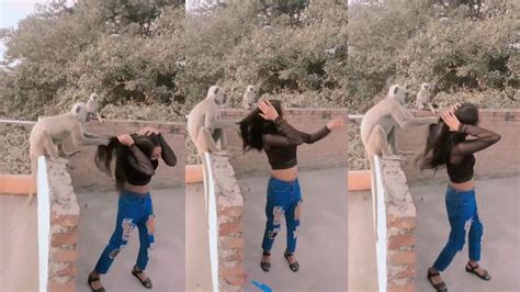 Monkey Grabs And Pulls Girl's Hair While She Tries To Make Dance Reel ...
