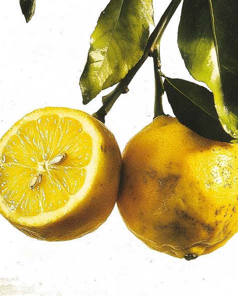 Calm Candles Essential Limited on Instagram: "Indulge in Tranquility with Calm Candles: Where ...