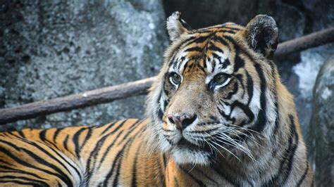 How long can tigers live? What to know about life expectancy, conservation