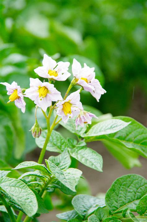Agtech start-up tackles potato storage losses with sensors