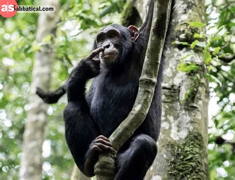 Discover Uganda’s Hidden Gems | aSabbatical
