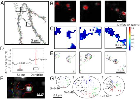 Heterogeneity of AMPA receptor trafficking and molecular interactions ...