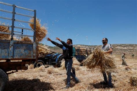 Israeli military uproots thousands of Palestinian olive trees in West ...