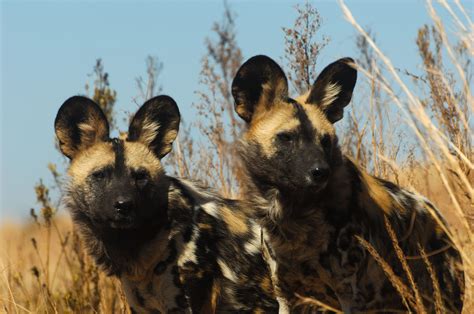 From Outcast to Icon: The Rise of Africa's Painted Dogs