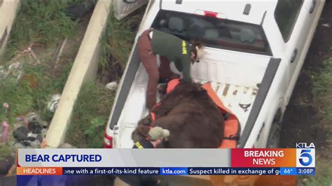 Bear tranquilized after roaming Fillmore neighborhood