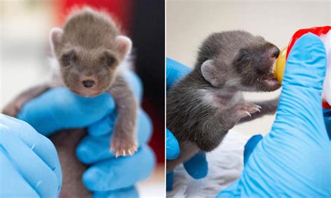 UK's rarest native mammal is being nursed back to health after being ...