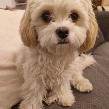 Cavapoo valpar | Blocket