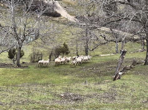 Investigan al dueño de una explotación ganadera en San Roque (Cádiz) en ...