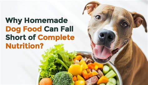 Best Vegan and Vegetarian Dog Food | FurrMate
