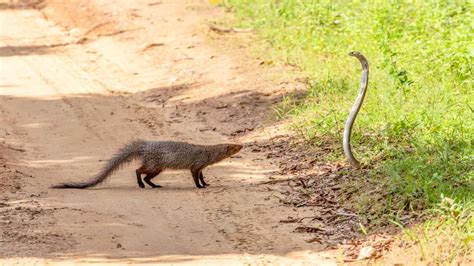 Tarmac Fight Between Mongoose and Cobra Delays Flight in India - Men's ...
