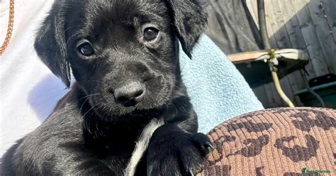 F1 Springador Puppies for sale in Montgomery | Pets4Homes