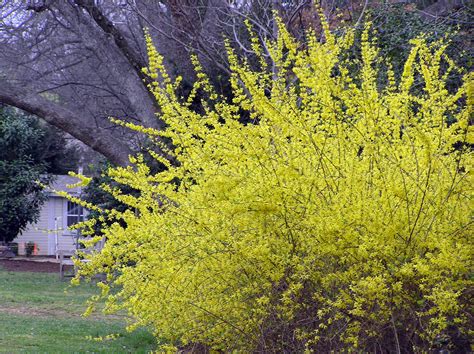 Best Arborvitae for Privacy Screens | Weaver Family Farms Nursery