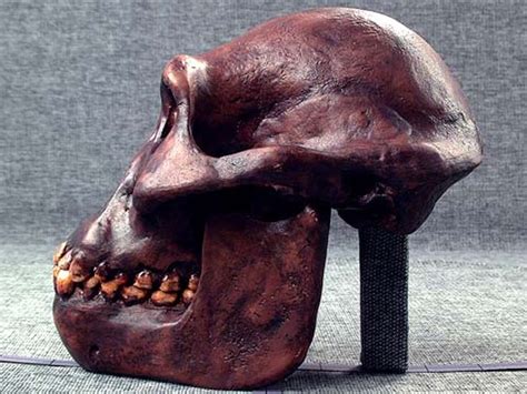 Australopithecus Afarensis Skull Reconstruction