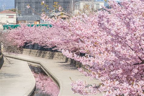 Seasonal Information | Kyoto Travel