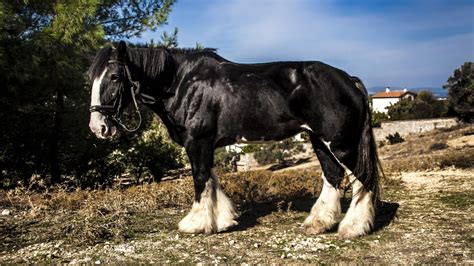 6 Of The Biggest Horse Breeds In The World