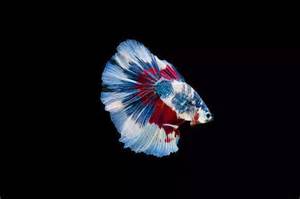 Why Betta Fish Is The Most Intelligent Aquarium Fish