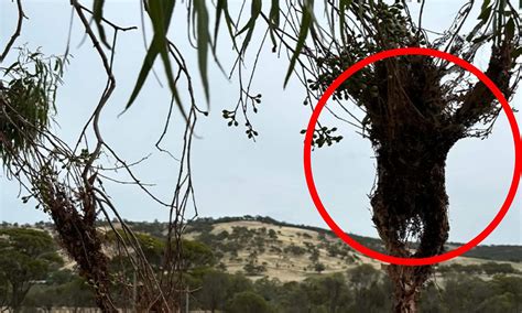 Aussies spooked after 'human-shaped effigies' are discovered on an ...