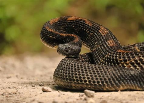 5 Endangered Snakes Hiding in New Jersey Right Now - A-Z Animals