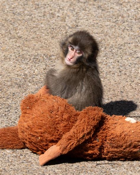 Visiting Punch the Monkey's Hometown: Ichikawa | Metropolis Japan