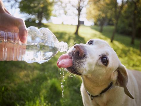 This Backyard Dog Agility Seesaw Turns Dogs Into Play Superstars ...
