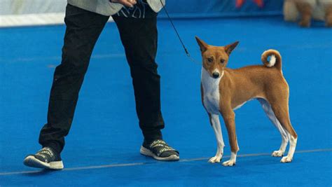 Dog experts warn leadership confusion can hinder training progress