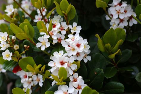 These Evergreen Shrubs Keep Your Texas Yard Colorful All Year