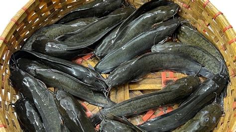 মাগুর মাছ খান? কী হয় এটি খেলে? ভালো করে জেনে নিন, কী দেখে কিনবেন ...