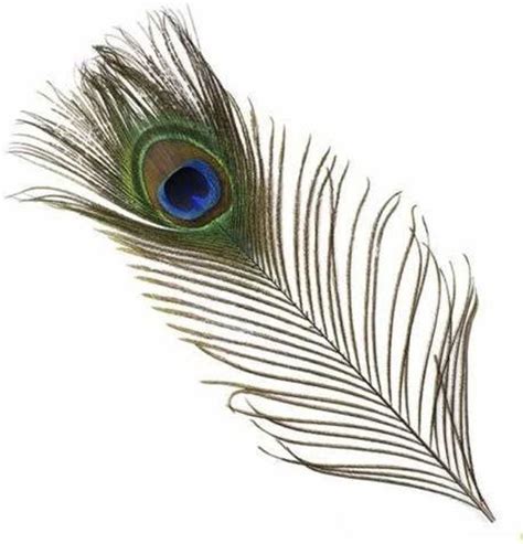 PRIME BHARAT PEACOCK COLOR Peacock Feather | More Pankh Price in India ...