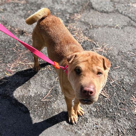 Isobel the Sweet Chinese Shar-Pei Mix Is Looking for a Loving, Playful ...