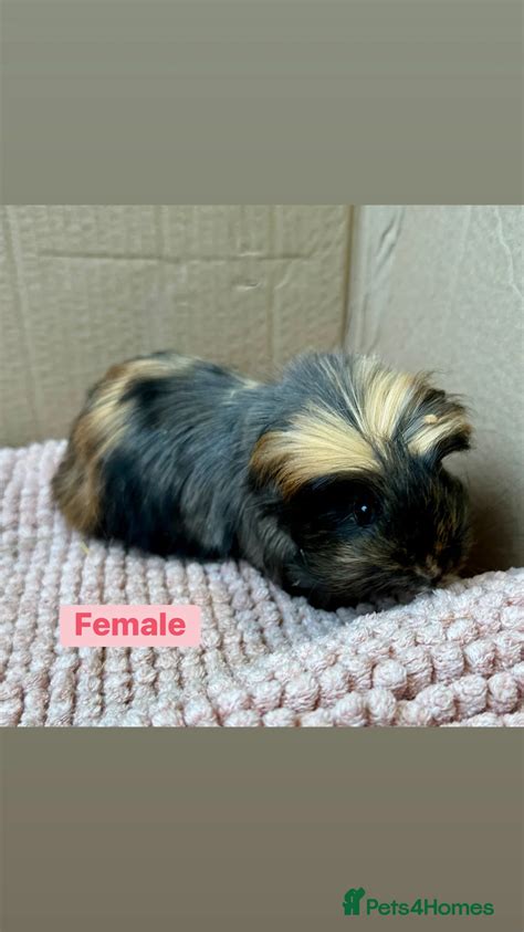 Young Guinea pigs for sale in Colchester | Pets4Homes
