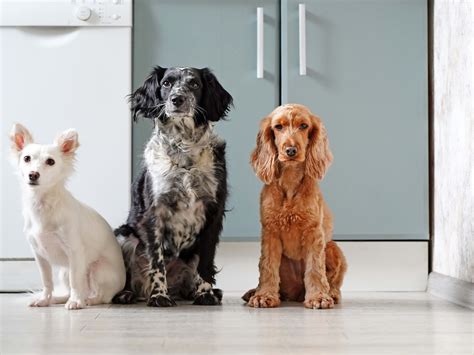 Current Dog Breed Ranked 'Best in the U.S.' Isn't What You'd Expect ...