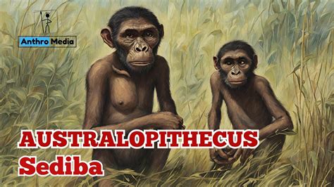 Australopithecus Sediba: The Ancestor of Homo - YouTube