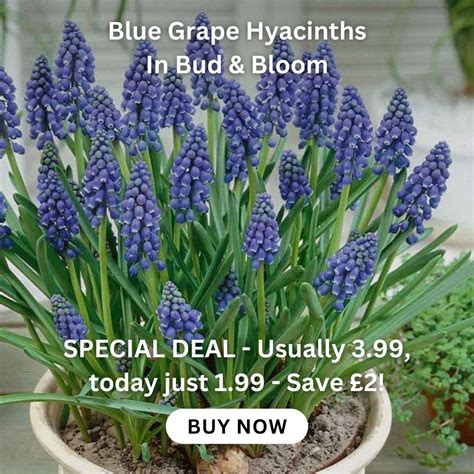 Page 2 | Summer Flowering Bulbs | Gardening Express