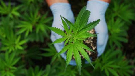 Marijuana retail bill on Spanberger’s desk could launch legal sales in ...