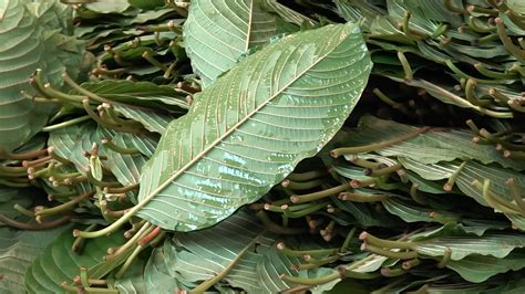 Why scientists debate whether kratom is a medicine or a risk