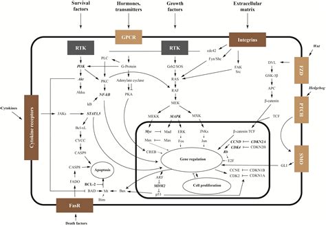 Frontiers | The paradoxical role of stem cells in osteosarcoma: from ...