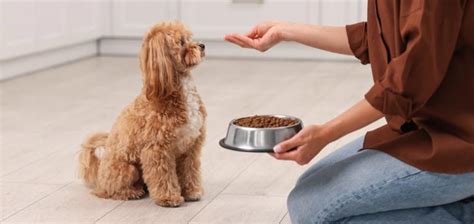 Picking the Best Dog Foods for Your Pet Made Easy: Discover 4 Dog Food ...