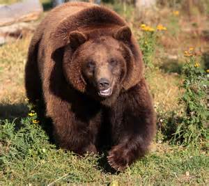 Rescue Bear Survives War and Being Used as Hunting Bait to Win Nap Award