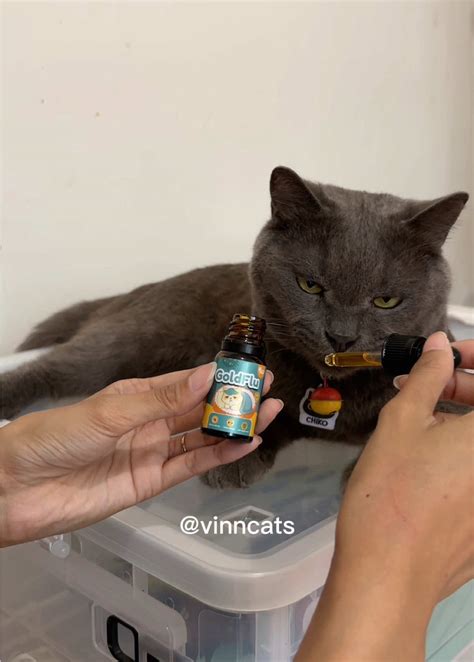 Kucing udah nunjukin gejala flu seperti sering bersin, mata berair, hi ...
