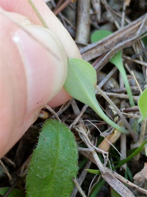 Krigia occidentalis - FSUS