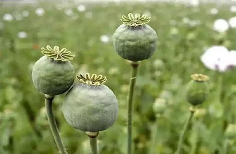 Hazaribagh News: झारखंड के हजारीबाग में एक करोड़ रुपये की अफीम जब्त, 3 ...