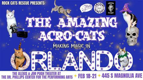 The Amazing Acro-Cats Making Magic in Orlando!, Dr. Phillips Center for ...