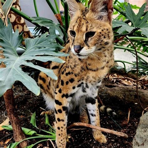 Owner of Gary, the African serval, says animal will suffer under BC exotic cat ban